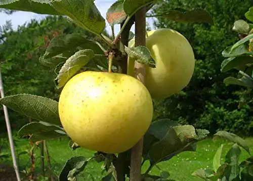 Weißer Klarapfel pille baumschulen Apfelbaum groß alte Sorte