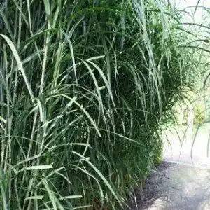 Chinaschilf PlantaPro Riesen, Miscanthus giganteus Aksel Olsen