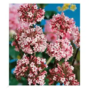 Schneeball-Pflanze BALDUR Garten ‘Charles Lamont’, winterhart