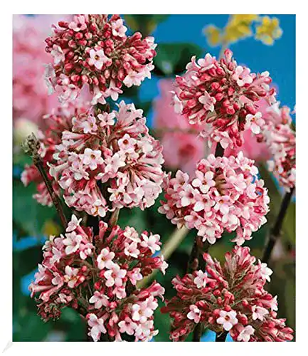 Schneeball-Pflanze BALDUR Garten ‘Charles Lamont’, winterhart