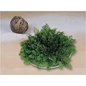 Rose von Jericho rose jericho