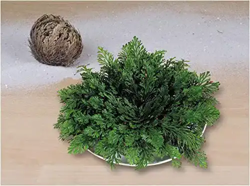 Rose von Jericho rose jericho