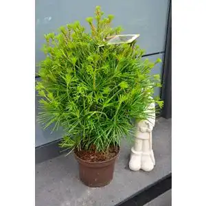 Japanische Schirmtanne Plantenwelt, 30-40 cm hoch