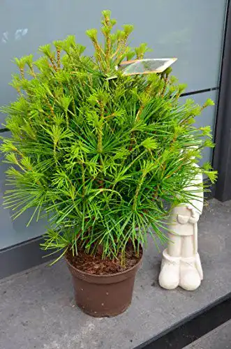 Japanische Schirmtanne Plantenwelt, 30-40 cm hoch