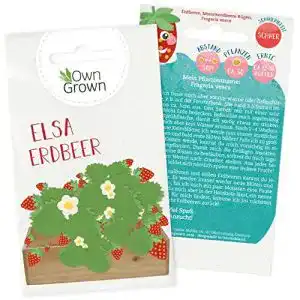Beeren-Samen OwnGrown Erdbeer Samen Saatgut mit Anleitung