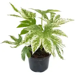 Fatsia Japonica Fangblatt ‘Spider’s Web’ pflegeleicht