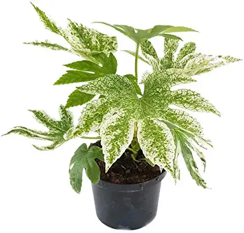 Fatsia Japonica Fangblatt ‘Spider’s Web’ pflegeleicht