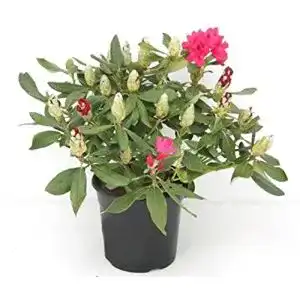 Rhododendron PflanzenFuchs Rosarote Alpenrose Nova Zembla