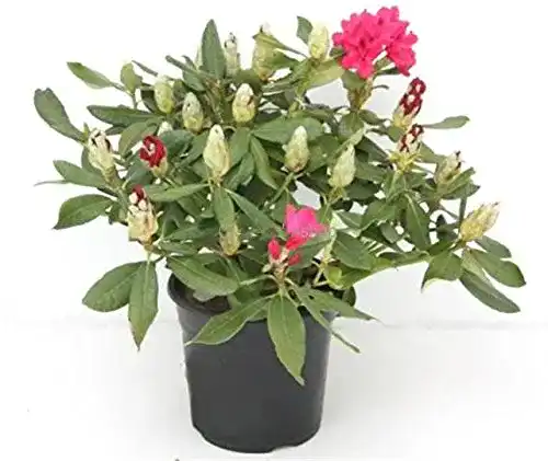 Rhododendron PflanzenFuchs Rosarote Alpenrose Nova Zembla