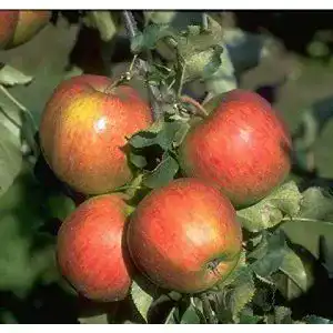 Apfelbaum Jonagold pille baumschulen, 120-150 cm Lagerapfel