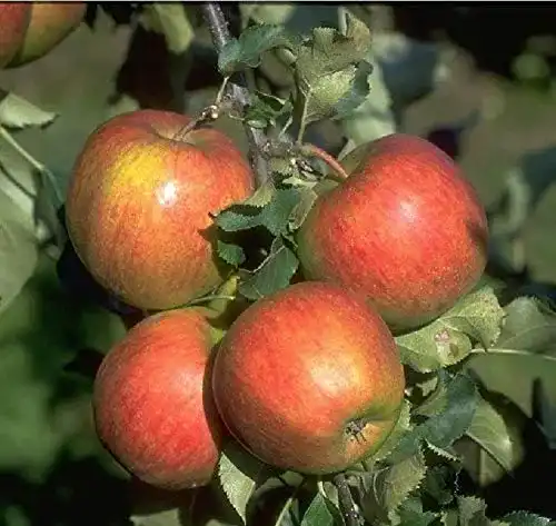 Apfelbaum Jonagold pille baumschulen, 120-150 cm Lagerapfel