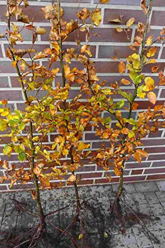Hainbuche PFLANZHITS Ihr Pflanzenpartner 50 St., 80-120cm