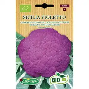 Blumenkohl-Samen Germisem Blumenkohl SICILIA VIOLETTO