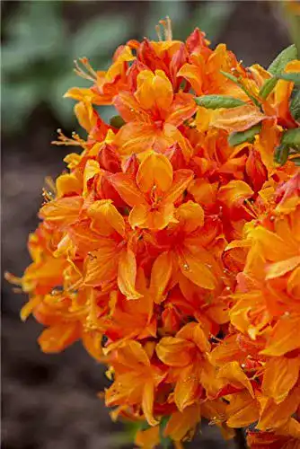 Rhododendron (orange) PlantaPro lut. ‘Golden Eagle’