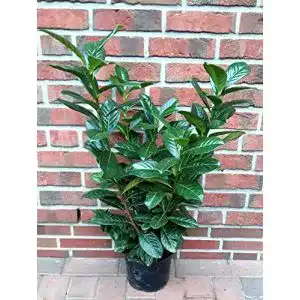 Kirschlorbeer Pflanzen Böring 10 Pfl., Prunus Novita, 60-70 cm