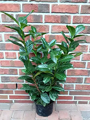 Kirschlorbeer Pflanzen Böring 10 Pfl., Prunus Novita, 60-70 cm