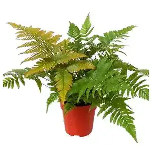Farn winterhart Harro’s Pflanzenwelt Rotschleierfarn Dryopteris