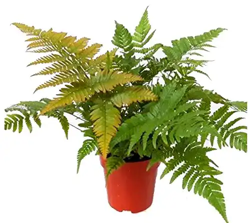 Farn winterhart Harro’s Pflanzenwelt Rotschleierfarn Dryopteris