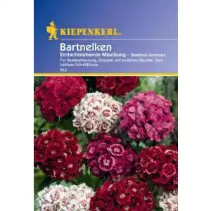 Nelken-Samen Kiepenkerl Nelken (Bartnelken) einfach blühend