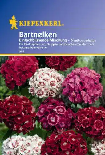 Nelken-Samen Kiepenkerl Nelken (Bartnelken) einfach blühend
