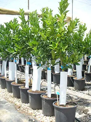 Orangenbaum Eigene Produktion, Citrus sinensis naranjo