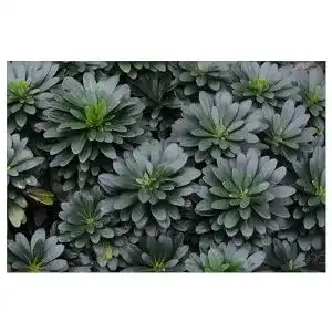 Wolfsmilch Stauden Gänge 1 x Euphorbia amygdaloides ‚Robbiae’