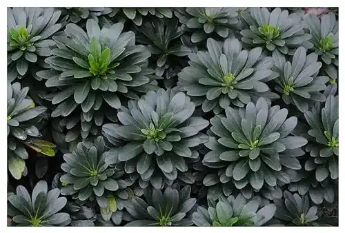 Wolfsmilch Stauden Gänge 1 x Euphorbia amygdaloides ‚Robbiae’