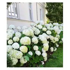 Heckenpflanzen BALDUR Garten Schneeball-Hortensie Annabelle