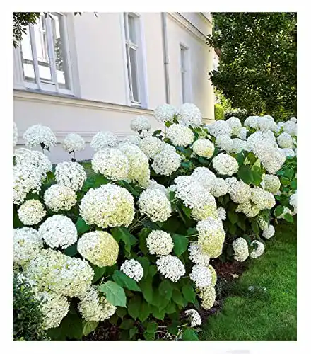 Die beste Heckenpflanzen BALDUR Garten Schneeball-Hortensie Annabelle 2026 Test Bestseller Heckenpflanzen BALDUR Garten Schneeball-Hortensie Annabelle