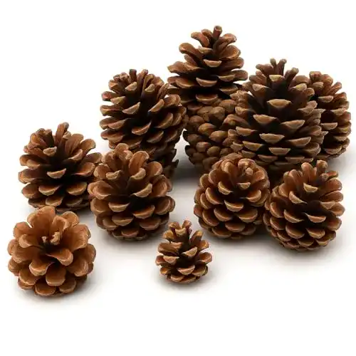 Tannenzapfen NaDeco, Größe ca. 5-6cm, 1kg, ca. 50 STK.