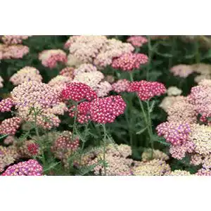 Schafgarbe-Pflanze PlantaPro Achillea millefolium ‘Paprika’ P 0,5
