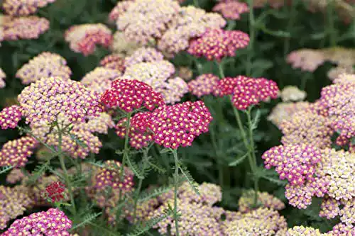 Schafgarbe-Pflanze PlantaPro Achillea millefolium ‘Paprika’ P 0,5