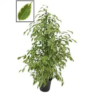 Birkenfeige Blumen Senf, Golden King 140-150 cm