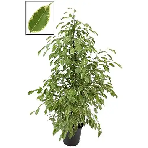 Birkenfeige Blumen Senf, Golden King 140-150 cm