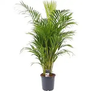 Goldfruchtpalme BAKKER Dypsis lutescens, Höhe 55-65 cm