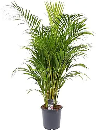 Goldfruchtpalme BAKKER Dypsis lutescens, Höhe 55-65 cm
