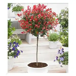 Zierbäume winterhart BALDUR Garten Photinia-Stämmchen