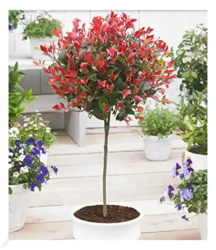 Kugelbaum BALDUR Garten Immergrünes Photinia-Stämmchen