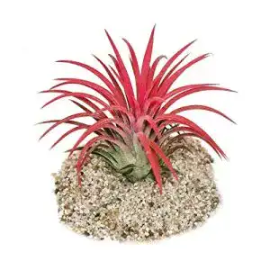Tillandsien exotenherz Tillandsia ionantha”Fire” intensiv rot