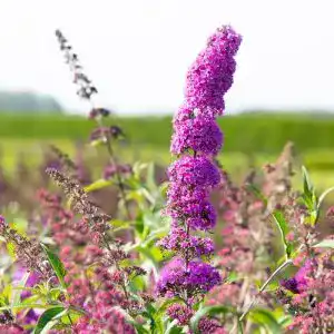Sommerflieder Garten Schlüter Schmetterlingsflieder Royal Red