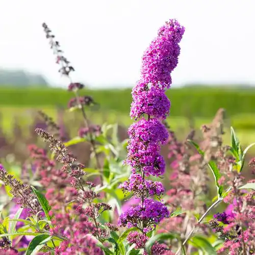 Sommerflieder Garten Schlüter Schmetterlingsflieder Royal Red