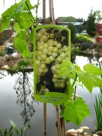 Weinrebe PlantaPro Lakemont -R- kernlos 80 cm hoch im 3 Liter