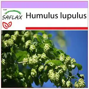Hopfen-Samen Saflax, Heilpflanzen, Echter Hopfen, 50 Samen