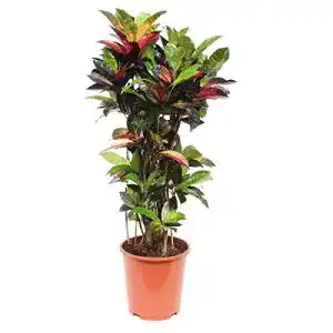 Kroton botanicly Zimmerpflanze Höhe: 100 cm, Mrs Iceton