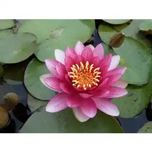 Seerosen Wasserpflanzen Wolff, Nymphaea ‘Attraction’ rot