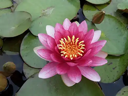 Seerosen Wasserpflanzen Wolff, Nymphaea ‘Attraction’ rot