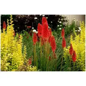 Fackellilie Stauden Gänge 1 x Kniphofia ‘Redhot Popsicle’