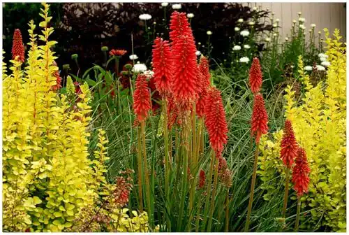 Fackellilie Stauden Gänge 1 x Kniphofia ‘Redhot Popsicle’
