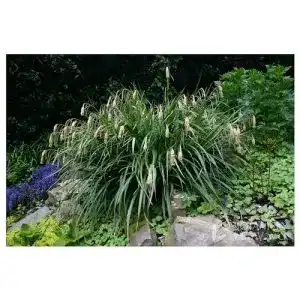 Segge Stauden Gänge Carex pendula 1 Liter, Riesen