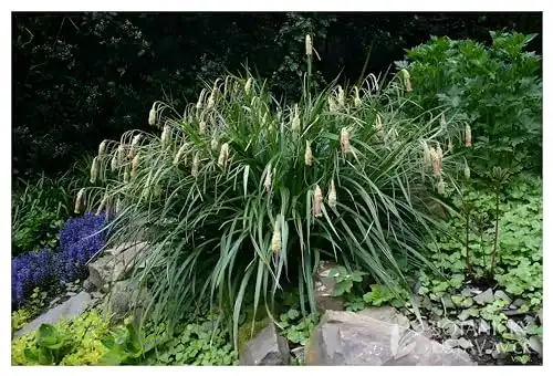 Segge Stauden Gänge Carex pendula 1 Liter, Riesen